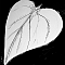 1528534725-7cc08c1182fe564c9cfd582011d942de4fd2d79e-feuille.png
