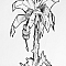 1531325421-b616ec828e5994776589c3ab8aed1b6e4d1479c9-tronc-de-dananier.png