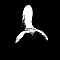 1532257276-7cc08c1182fe564c9cfd582011d942de4fd2d79e-chauve.png