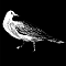 1532380595-7cc08c1182fe564c9cfd582011d942de4fd2d79e-pigeon.png
