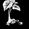1532380663-7cc08c1182fe564c9cfd582011d942de4fd2d79e-tubercule-de-taro.png