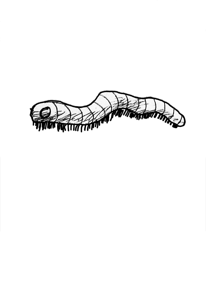 1533977991-7cc08c1182fe564c9cfd582011d942de4fd2d79e-yemba-mille-patte.png
