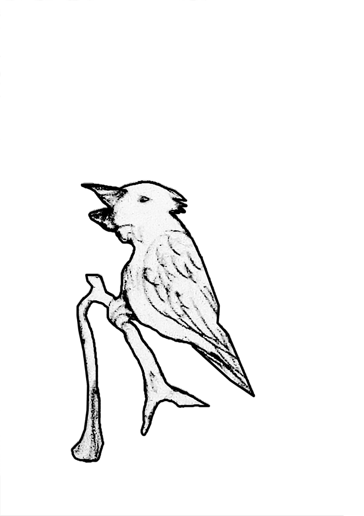 ESPECE-D-OISEAU-QUI-ANNONCE-LE-LEVE-DU-JOUR.png