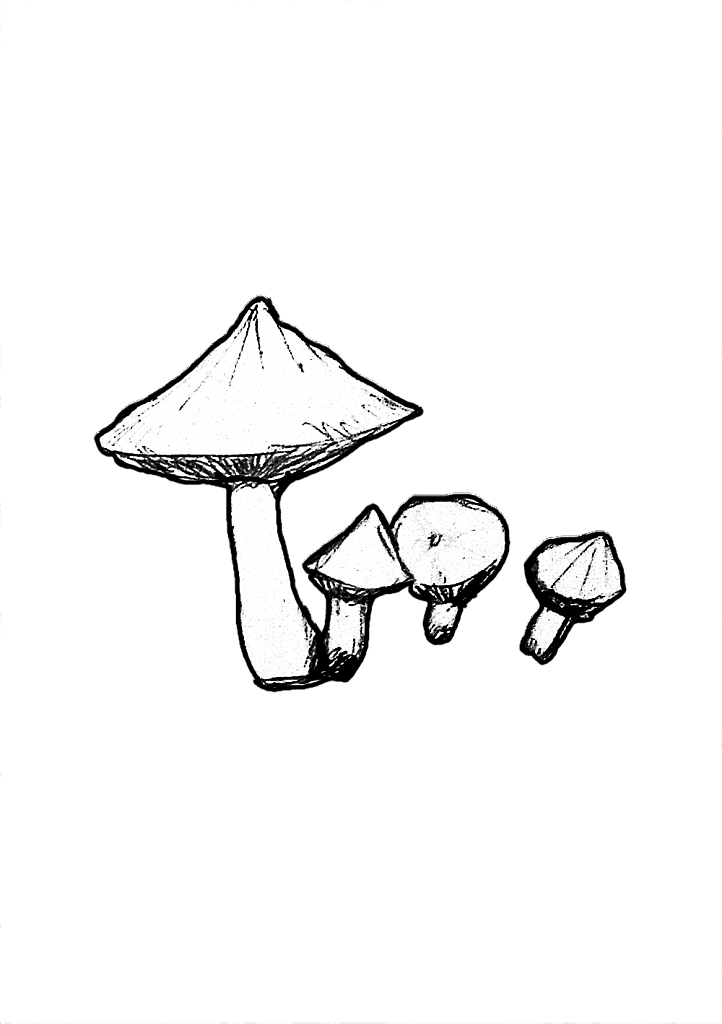 VARIETE-DE-CHAMPIGNON.png