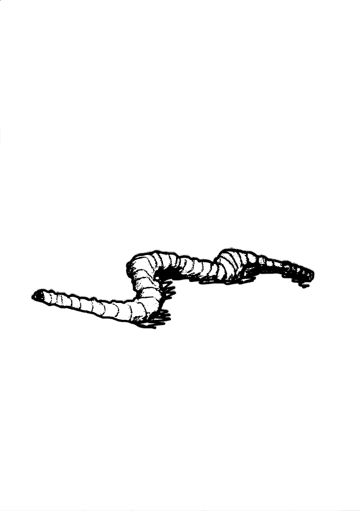 VER-DE-TERRE.png